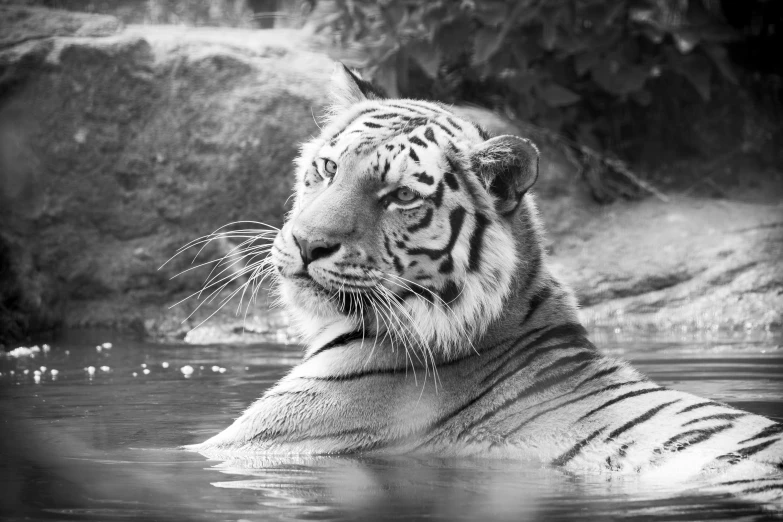 a black and white photo of a tiger in the water, a black and white photo, smirking, sitting in the pool, serene expression, uploaded