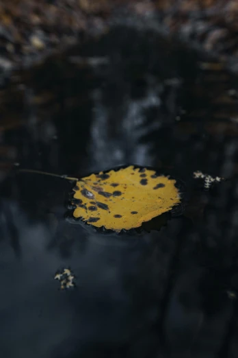 a yellow leaf floating in a puddle of water, unsplash, overcast lake, paul barson, black, 8k 50mm iso 10