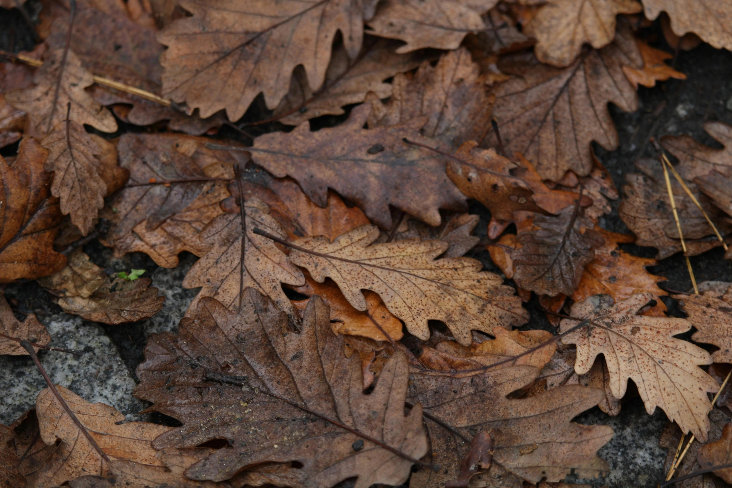 a teddy bear sitting on top of a pile of leaves, an album cover, inspired by Andy Goldsworthy, trending on pexels, oak leaves, texture detail, thumbnail, brown:-2