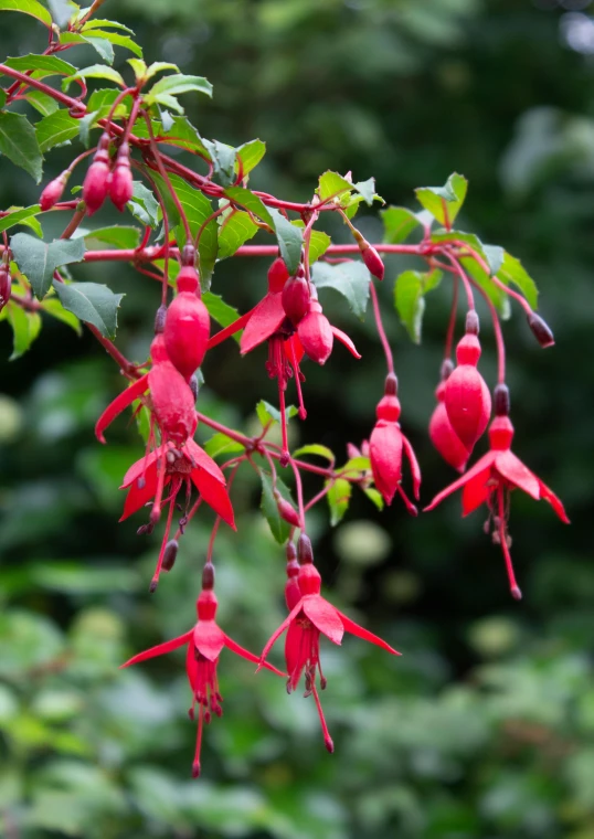 a bunch of fuchs hanging from a tree, inspired by Edwin Dickinson, arabesque, smooth fuschia skin, often described as flame-like, bright red, tiny crimson petals falling