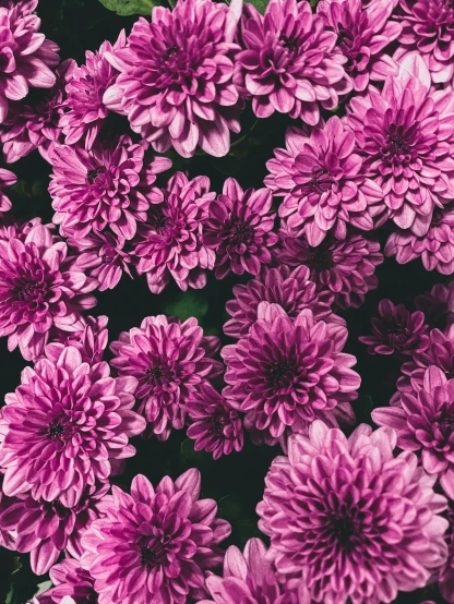 a close up of a bunch of purple flowers, unsplash, chrysanthemum, ((pink)), instagram post, professionally color graded