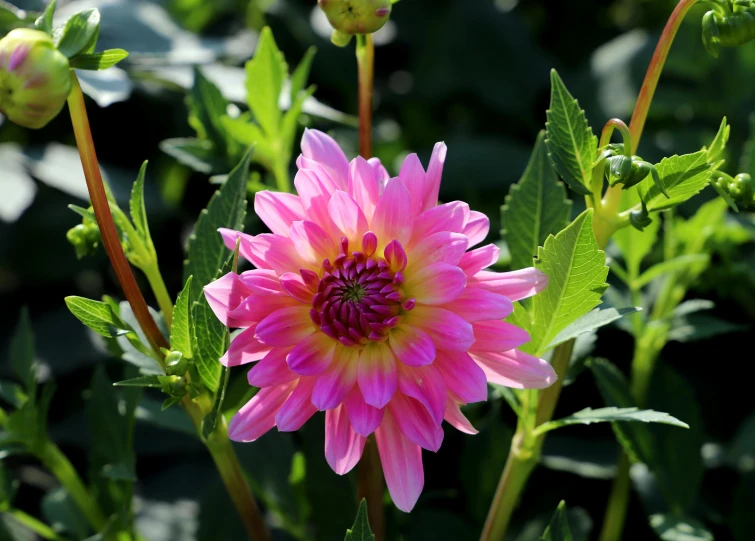 a close up of a pink flower with green leaves, dahlias, 'groovy', sunny day time, far - mid shot
