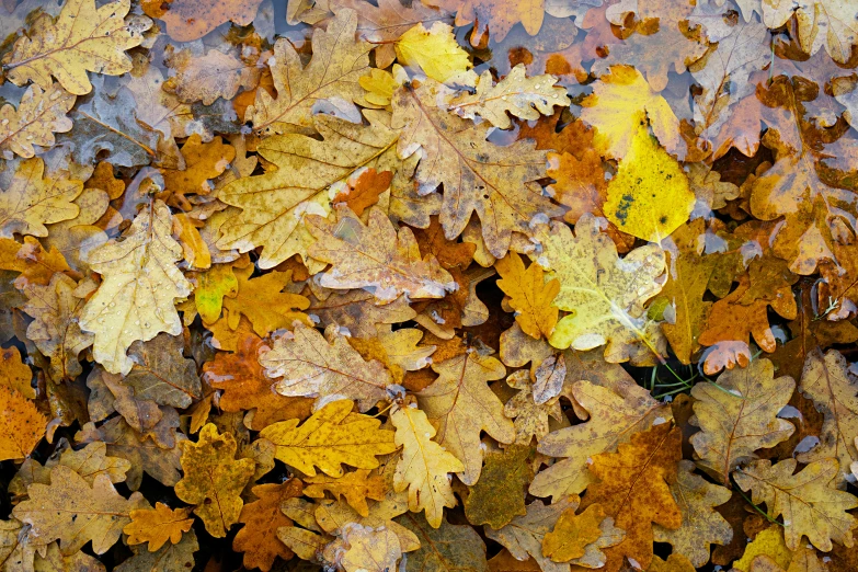 a bunch of leaves floating on top of a body of water, by Jan Rustem, pexels, land art, oak leaves!!, yellow colors, thumbnail, brown