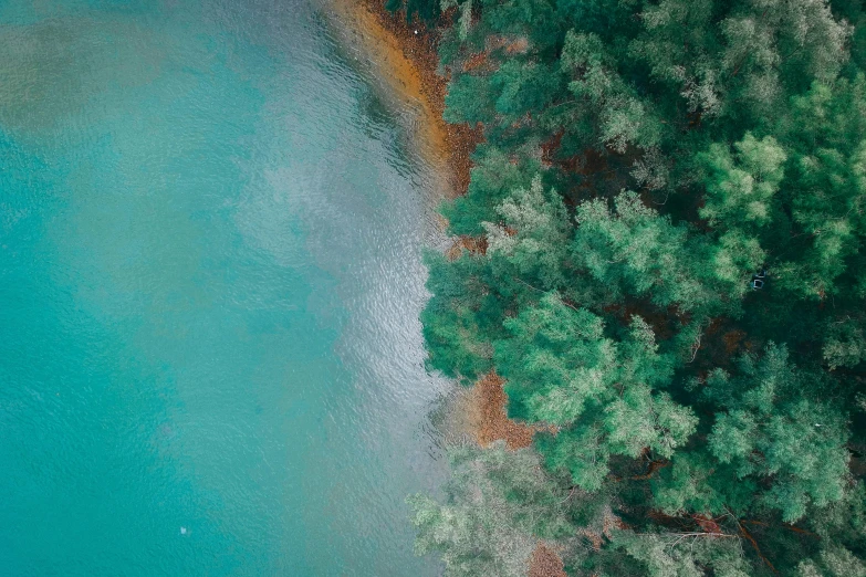 a large body of water surrounded by trees, a picture, inspired by Elsa Bleda, unsplash contest winner, hurufiyya, close-up from above, teal skin, shoreline, abel tasman