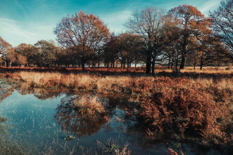 a body of water surrounded by tall grass and trees, unsplash contest winner, land art, autumn colour oak trees, puddles of water on the ground, deer in sherwood forest, thumbnail
