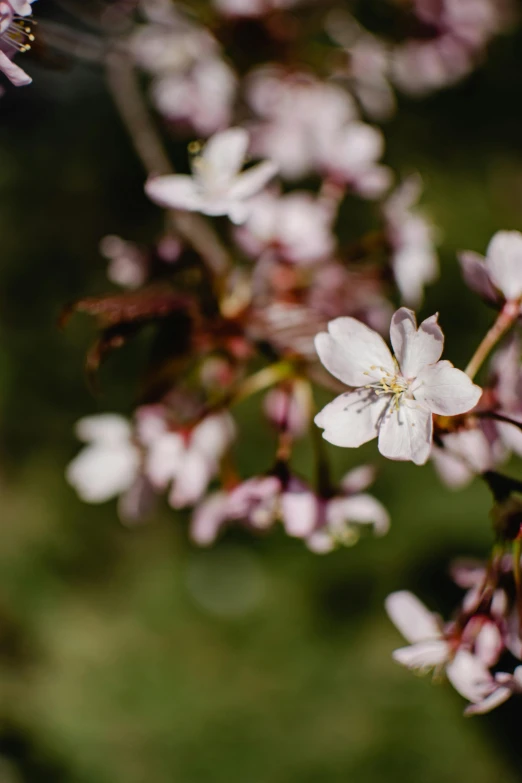 a close up of a flower on a tree, by Daniel Seghers, unsplash, almond blossom, paul barson, al fresco, background image