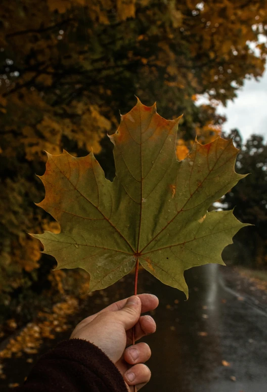 a person holding a leaf on a rainy day, by Niko Henrichon, pexels contest winner, maple tree, huge veins, 15081959 21121991 01012000 4k, nordic forest colors