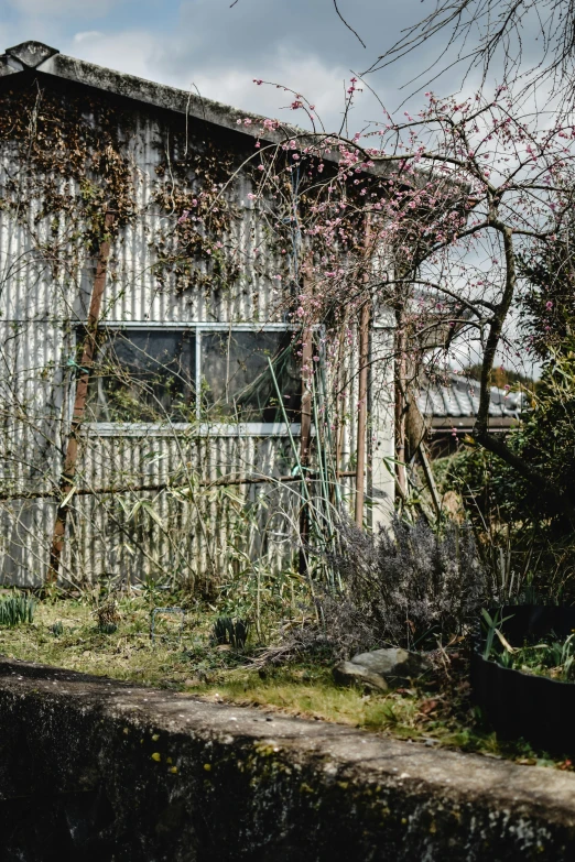 a red fire hydrant sitting in front of a house, an album cover, inspired by Maruyama Ōkyo, unsplash, shin hanga, overgrown garden environment, panoramic shot, grey, early spring