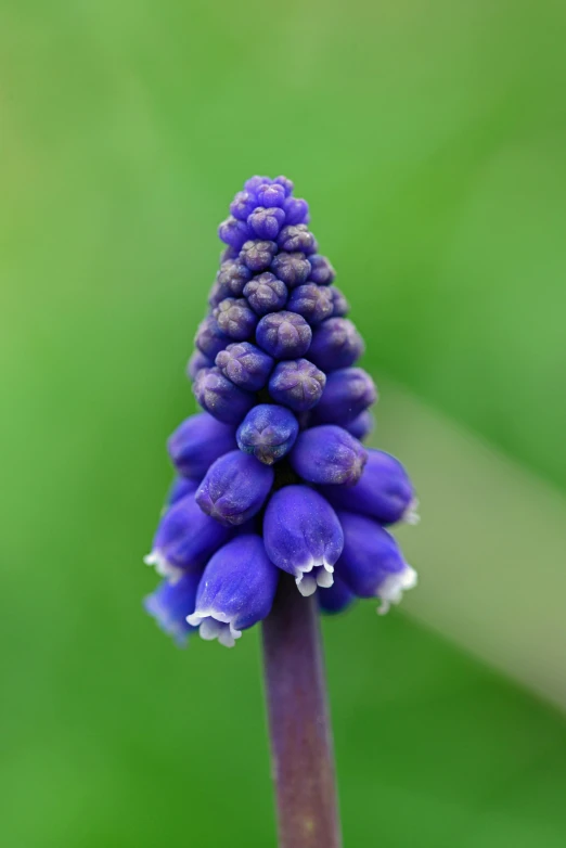 a close up of a purple flower on a stem, grape hyacinth, cone shaped, ready to model, kobalt blue