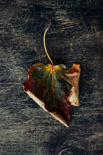 a leaf sitting on top of a wooden table, by Alison Geissler, trending on pexels, art photography, multicoloured, aged, medium format color photography, ivy's