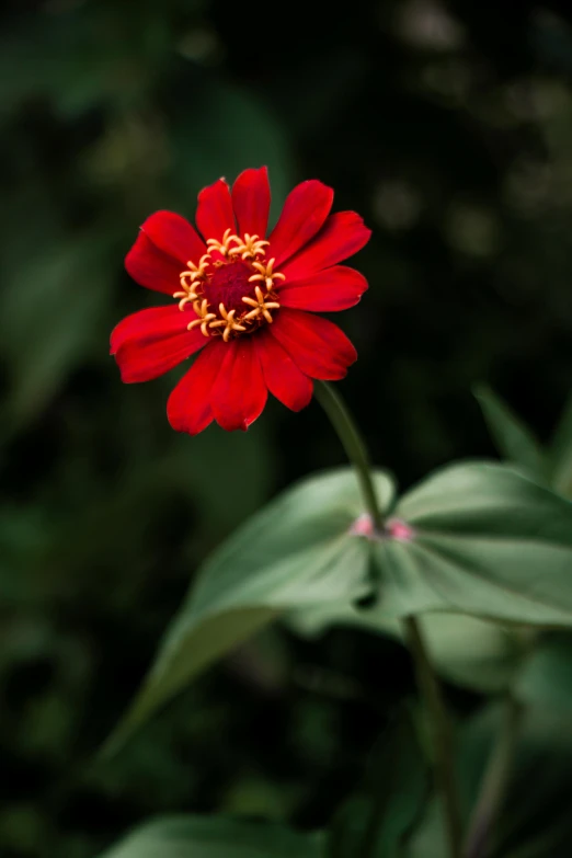 a close up of a red flower with green leaves, by Jakob Emanuel Handmann, unsplash, miniature cosmos, jamaica, medium format, tall thin