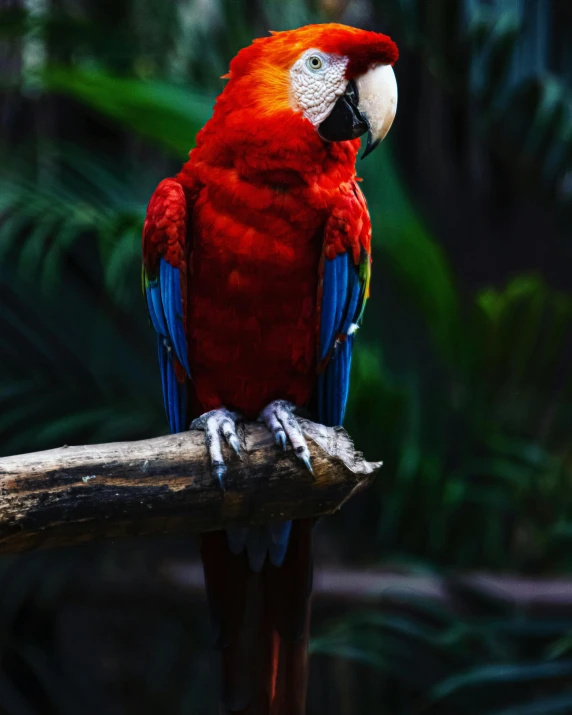 a red and blue parrot sitting on top of a tree branch, a colorized photo, pexels contest winner, lgbtq, 🦩🪐🐞👩🏻🦳, red cheeks, gif