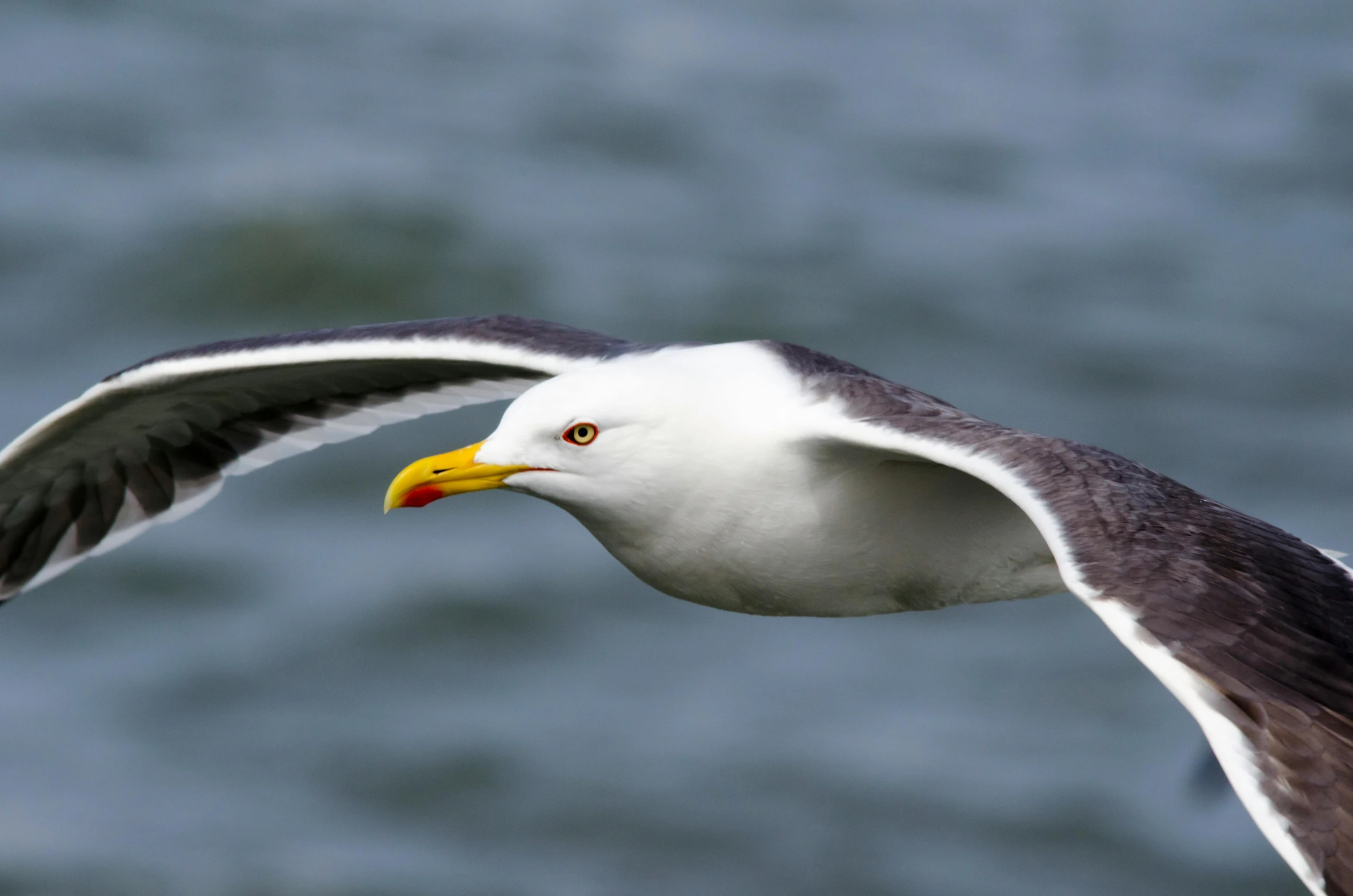 a seagull flying over a body of water, a portrait, by John Gibson, pexels contest winner, hurufiyya, yellow beak, sharp irregular spiraling wings, 🦩🪐🐞👩🏻🦳, high resolution photo