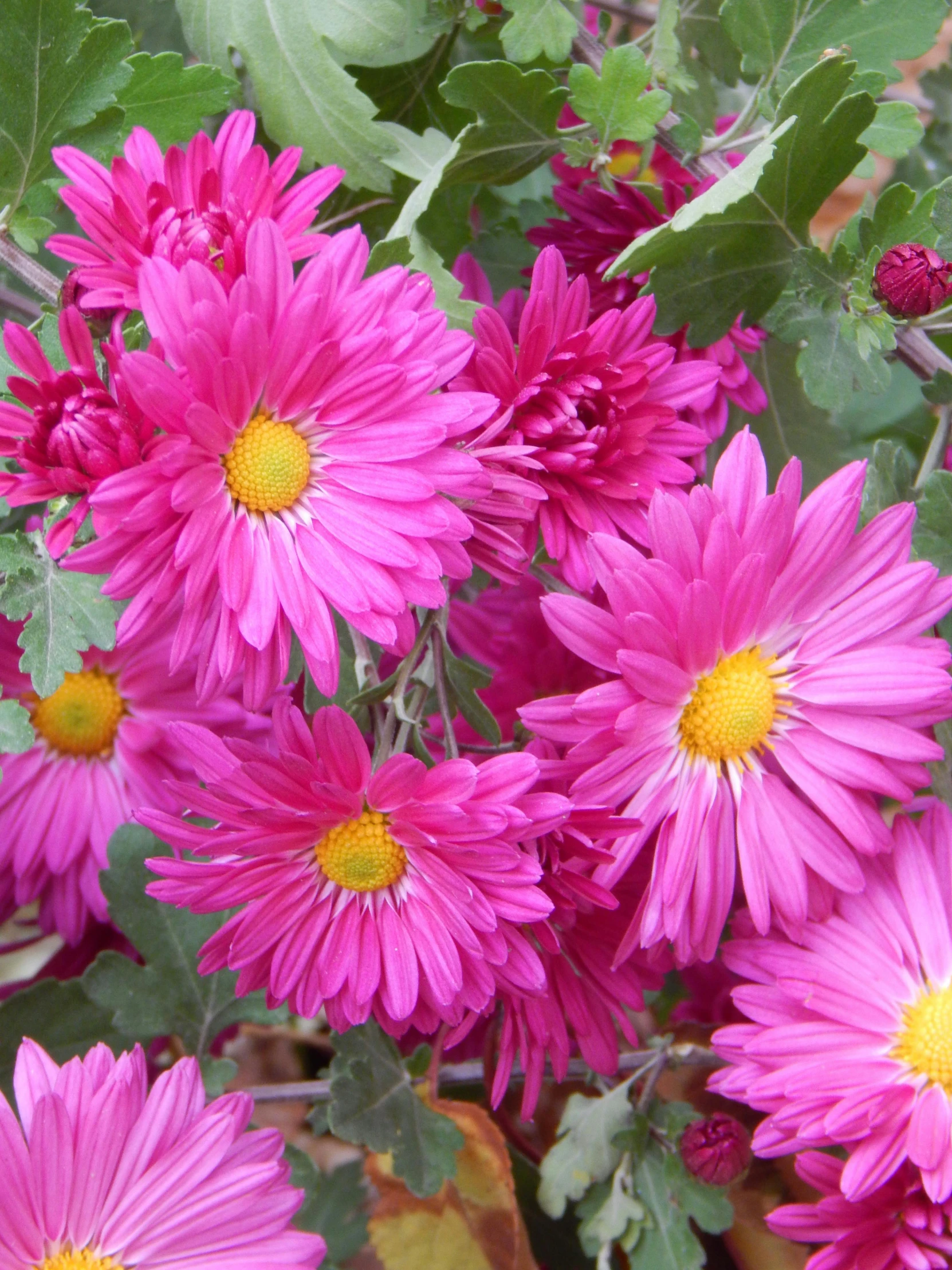 a close up of a bunch of pink flowers, chrysanthemums, listing image, 2 5 6 x 2 5 6 pixels, from wheaton illinois