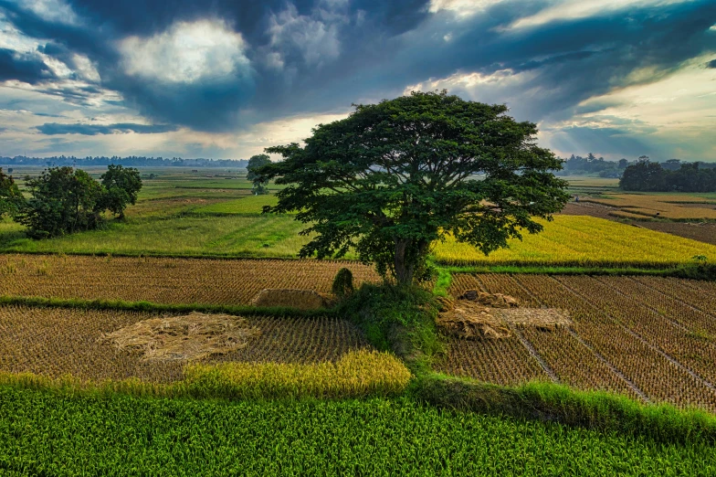 a large tree sitting on top of a lush green field, by Basuki Abdullah, pexels contest winner, land art, japanesse farmer, full color photograph, urban surroundings, layered composition