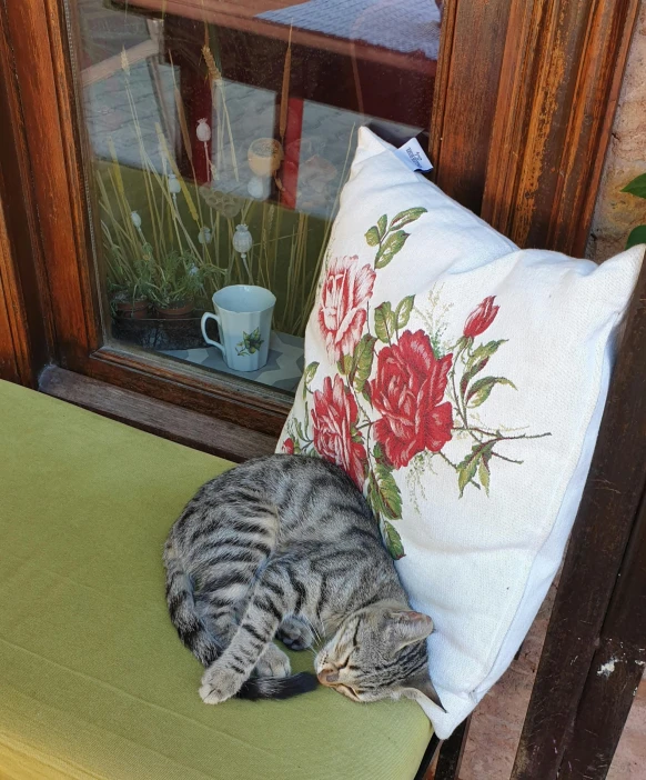 a cat that is laying down on a chair, by Lucia Peka, pixabay contest winner, realism, turkey, cushions, photo of a rose, slightly sunny weather