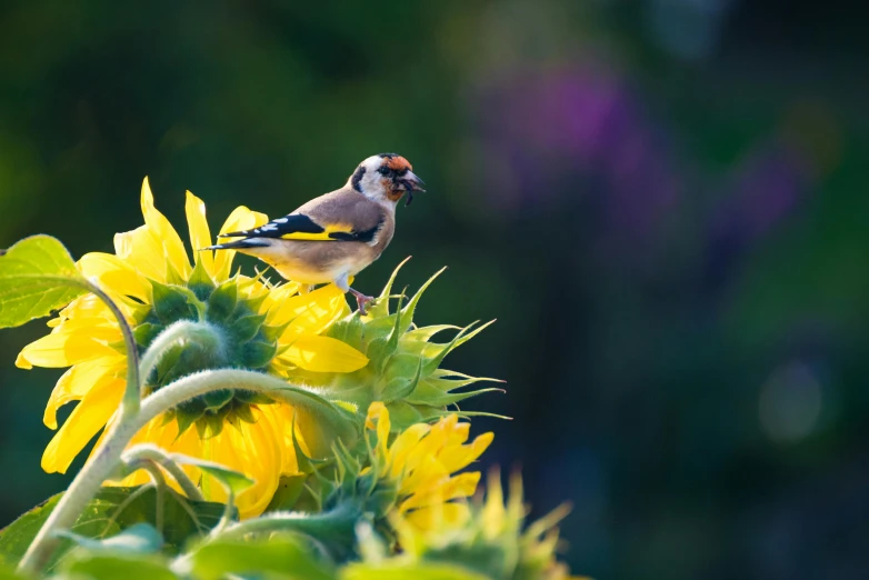 a small bird sitting on top of a sunflower, a photo, inspired by Melchior d'Hondecoeter, trending on pexels, ready to eat, print ready, color ( sony a 7 r iv, sunny