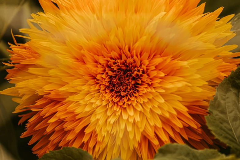 a close up of a yellow flower with green leaves, a picture, by Jan Rustem, fine art, spiky orange hair, explosion of flowers, sunshine, closeup photograph