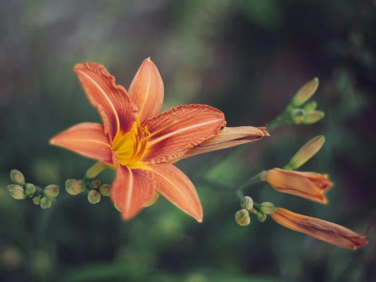 a close up of a flower with a blurry background, a colorized photo, unsplash, lily flowers. 8 k, orange hue, instagram photo, vintage photo