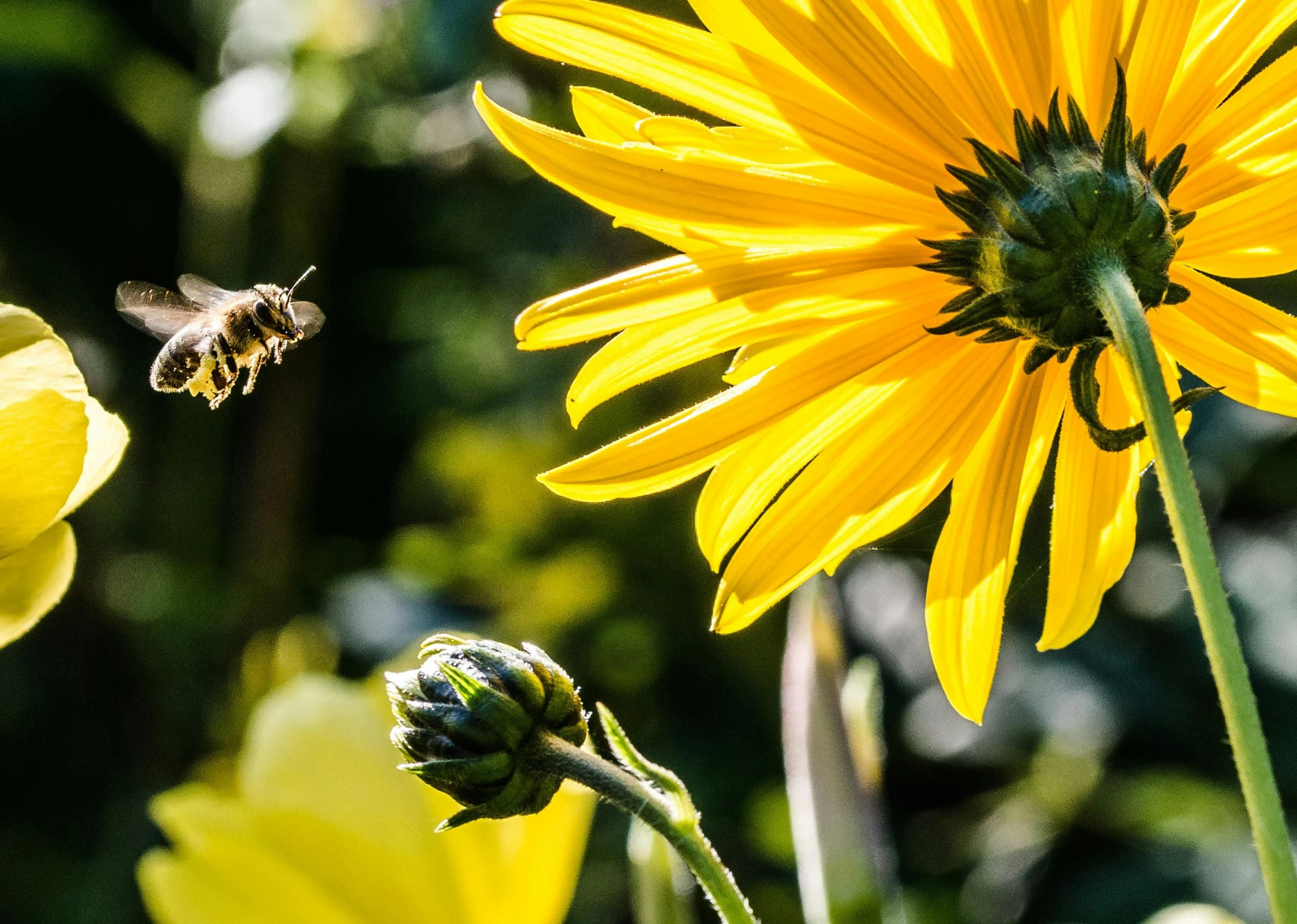 a bee is flying towards a yellow flower, pexels contest winner, afternoon sunshine, thumbnail, botanic garden, permaculture