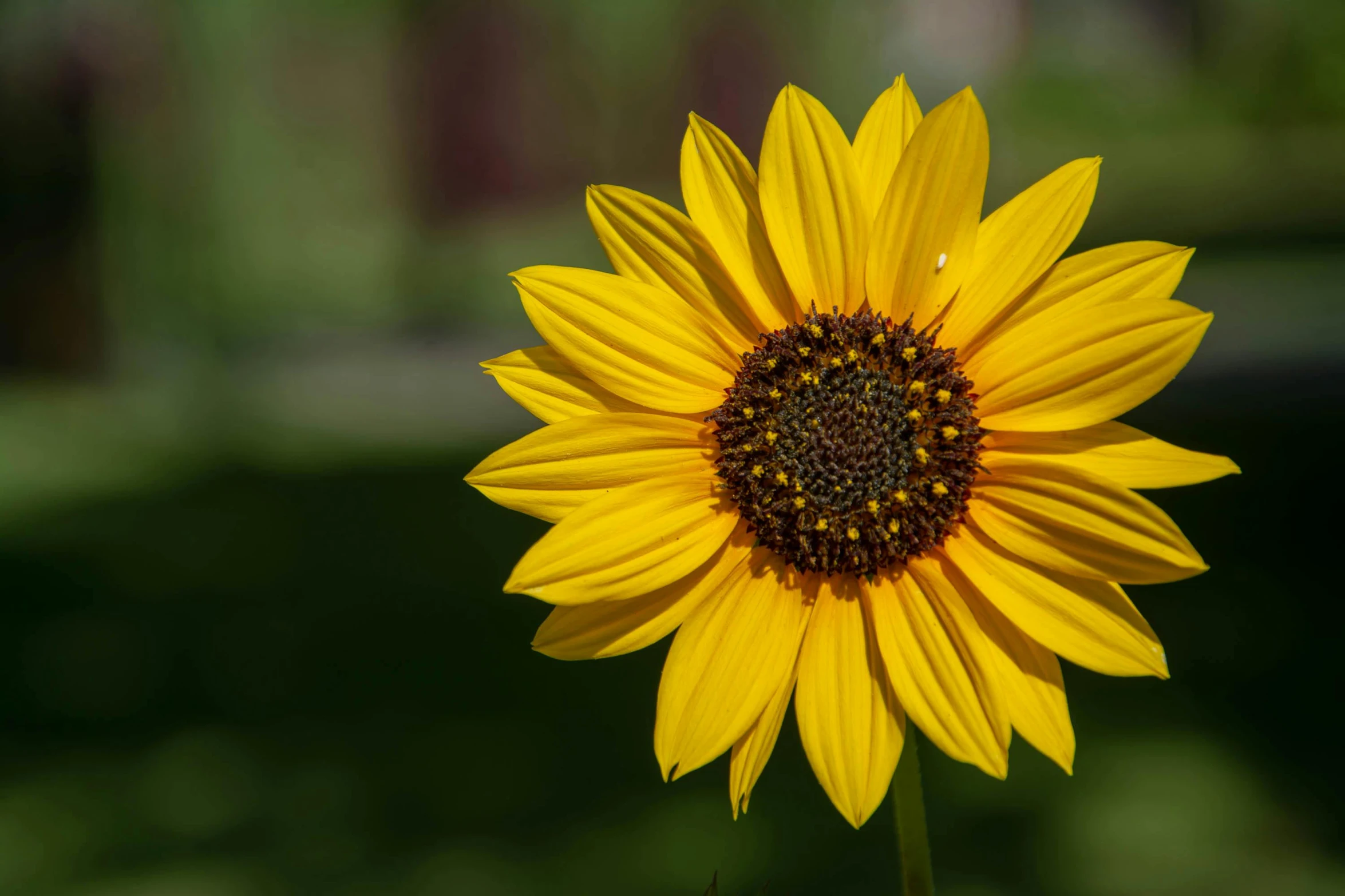 a close up of a sunflower with a blurry background, by Sven Erixson, unsplash, slide show, yellow, modeled