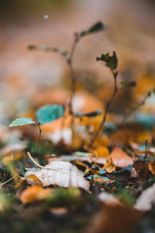 a close up of leaves on the ground, by Andries Stock, unsplash, multiple stories, soft focus, 15081959 21121991 01012000 4k