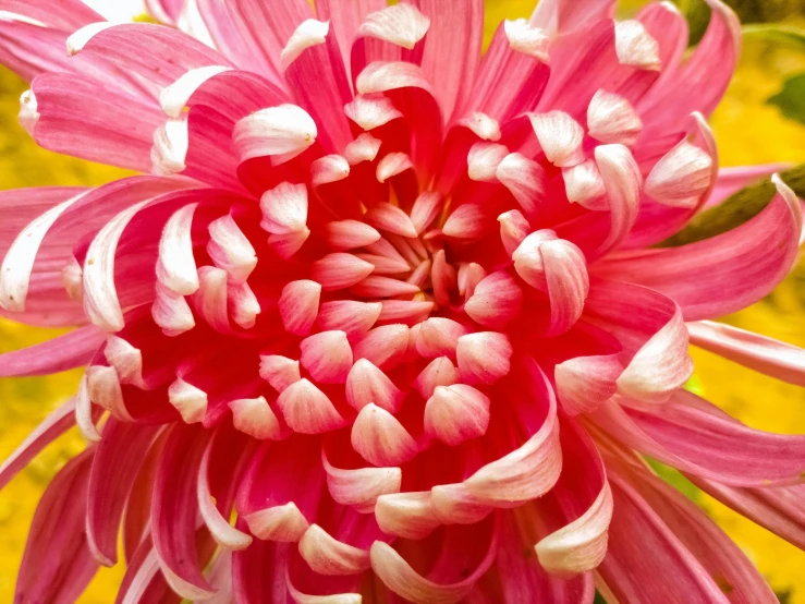 a close up of a pink flower with yellow flowers in the background, pexels, process art, chrysanthemum eos-1d, red flower, convoluted, highly polished