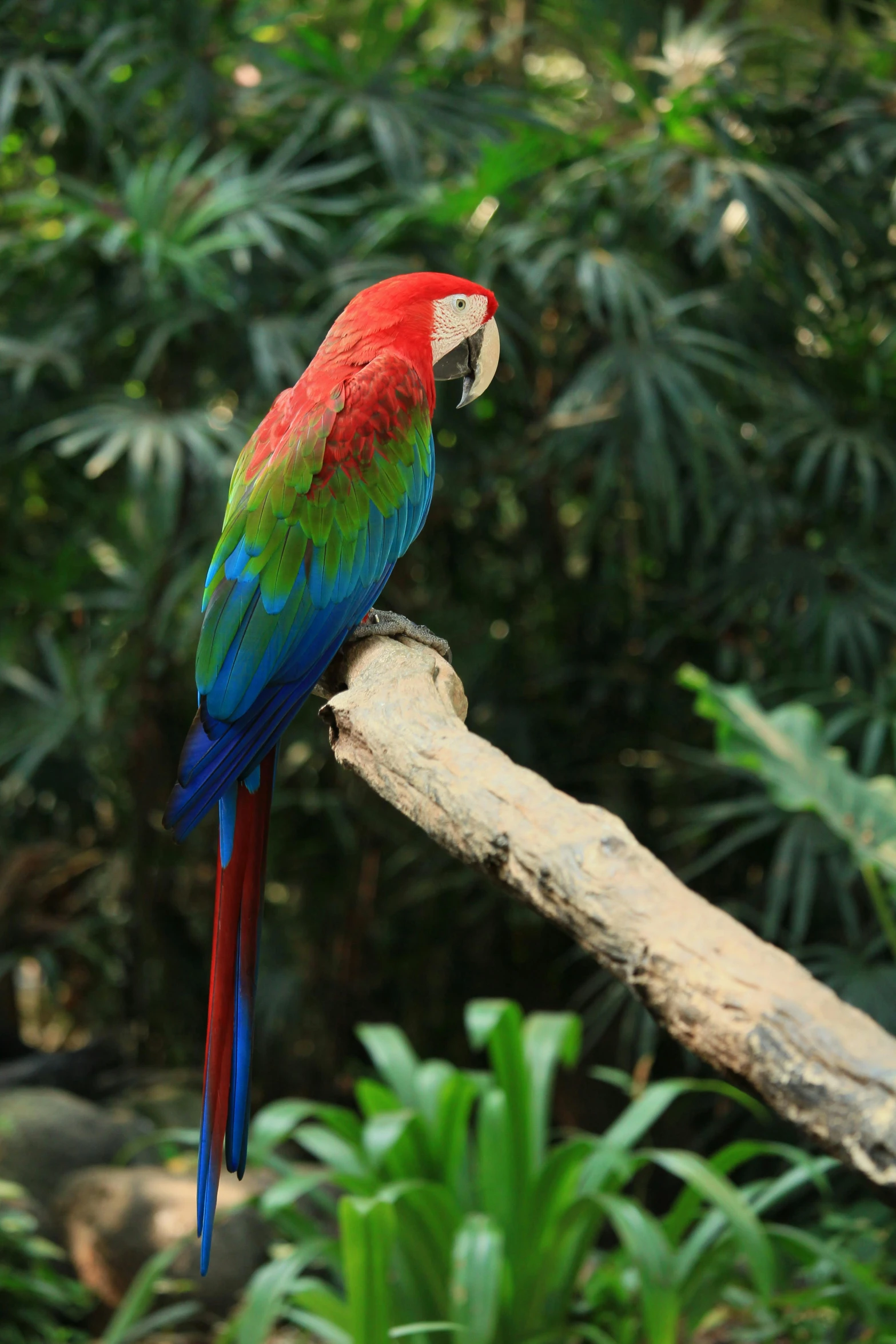 a colorful parrot sitting on top of a tree branch, in the zoo exhibit, brand colours are red and blue, green and red, in a jungle environment