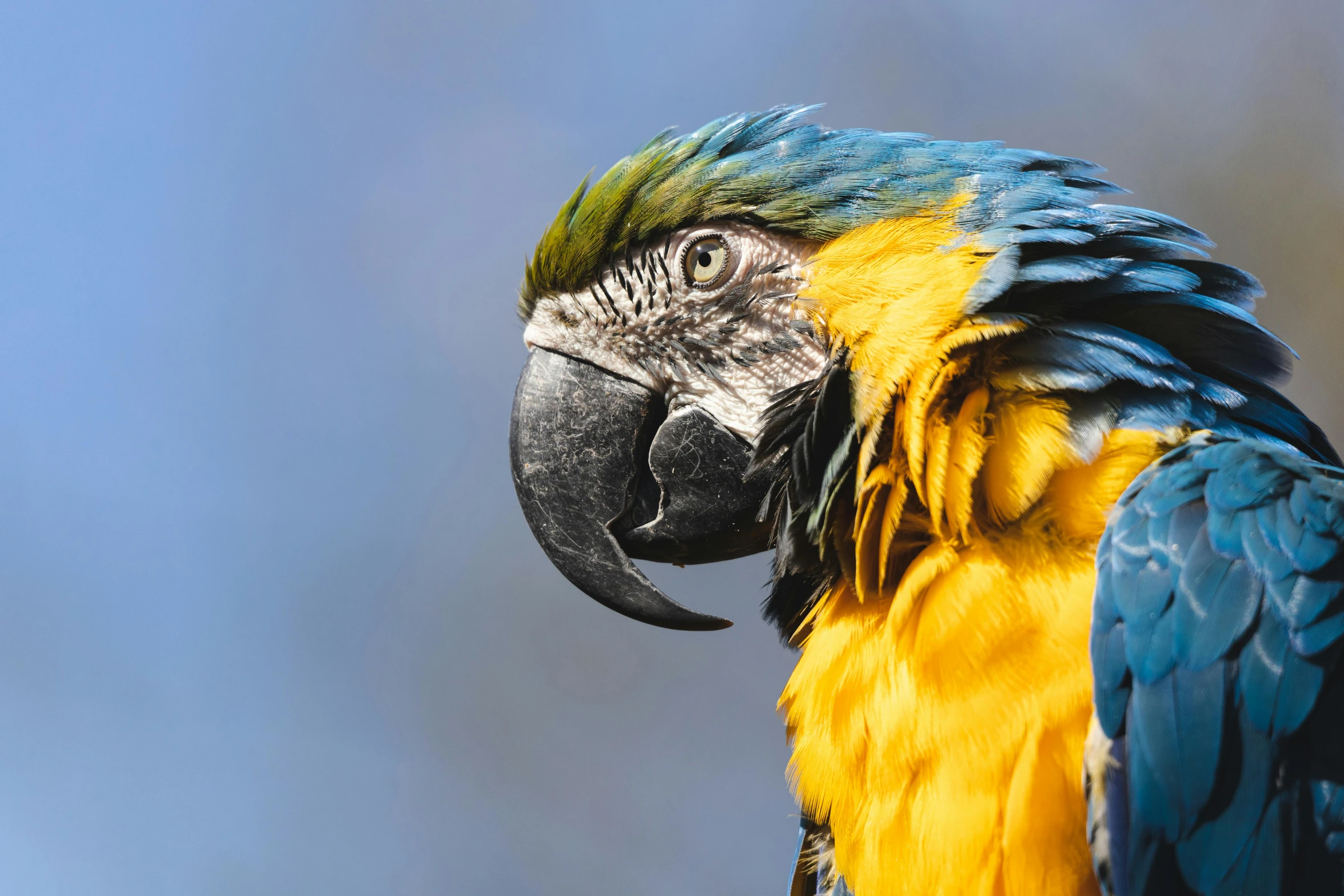 a blue and yellow parrot sitting on top of a tree branch, a portrait, trending on pexels, baroque, humanoid feathered head, slide show, award - winning pet photography, colourful close up shot