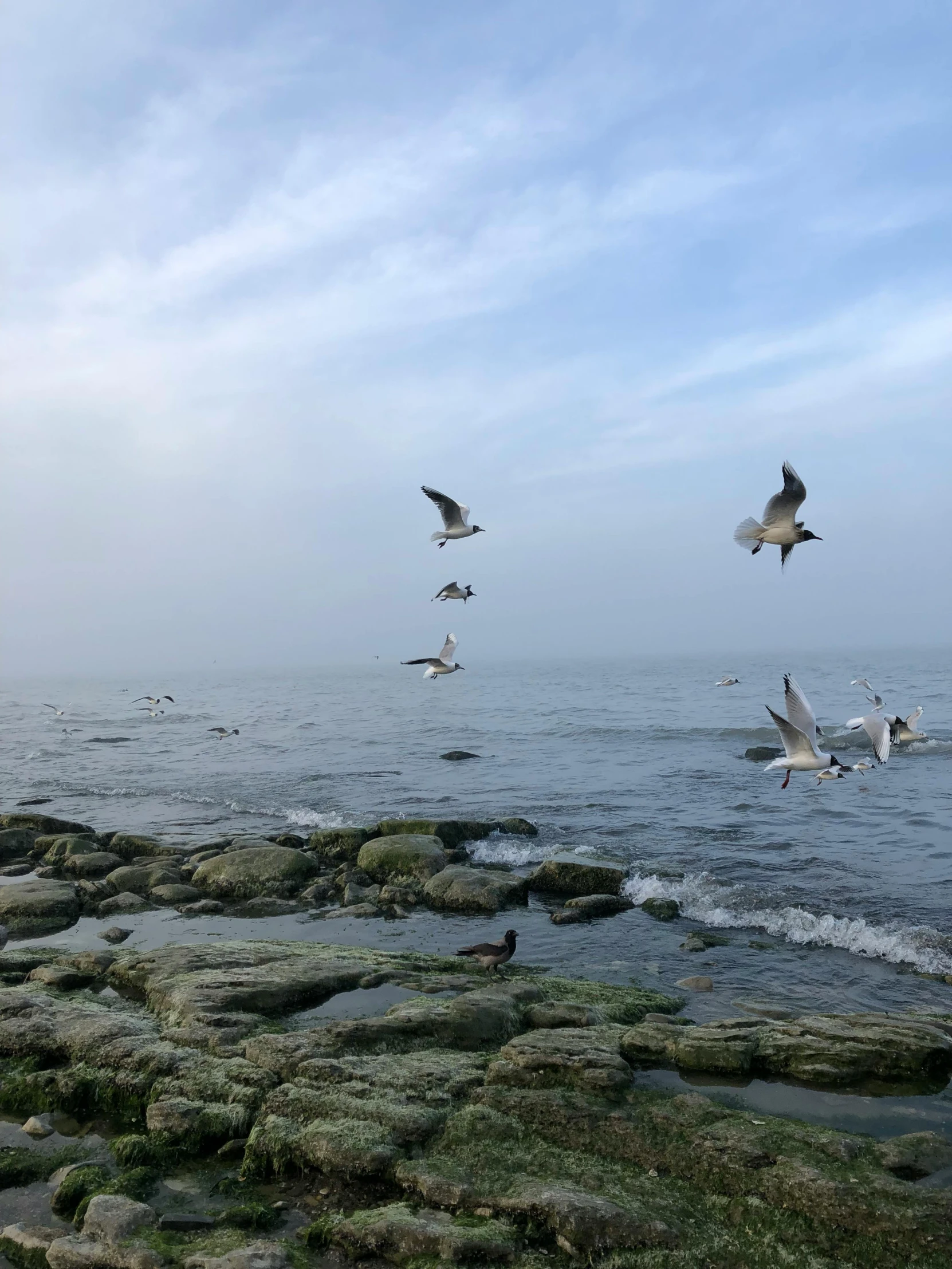 a flock of birds flying over a body of water, rocky beach, oceanside, 2022 photograph, phone photo