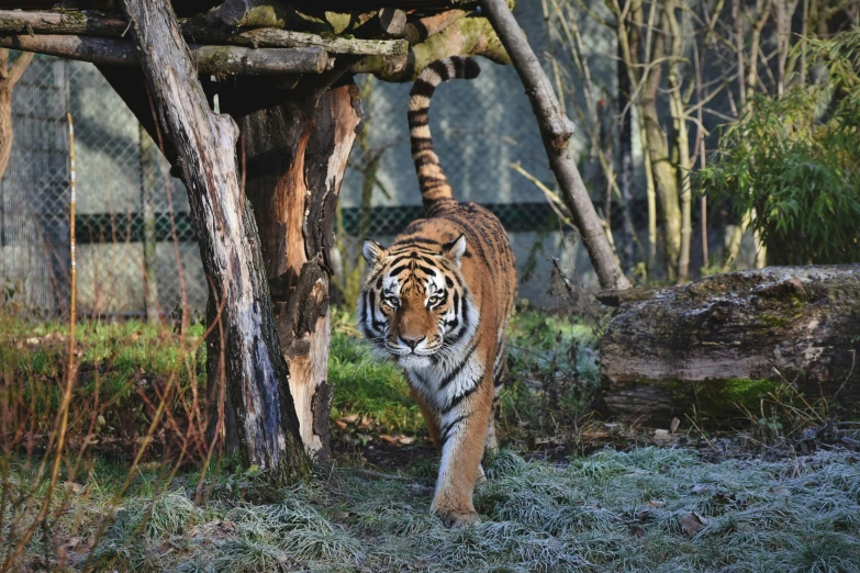 a tiger walking across a grass covered field, by Emma Andijewska, unsplash, in the zoo exhibit, with a tree in the background, 💋 💄 👠 👗, posing for camera