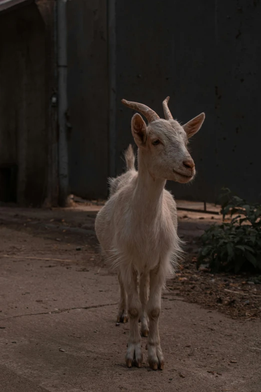 a goat standing on a dirt road next to a building, facing the camera