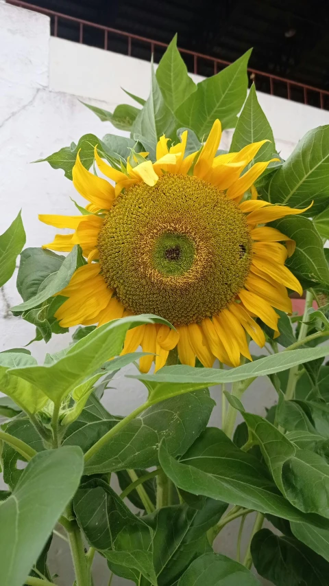a close up of a sunflower with a building in the background, grey, a green, various sizes, top down shot