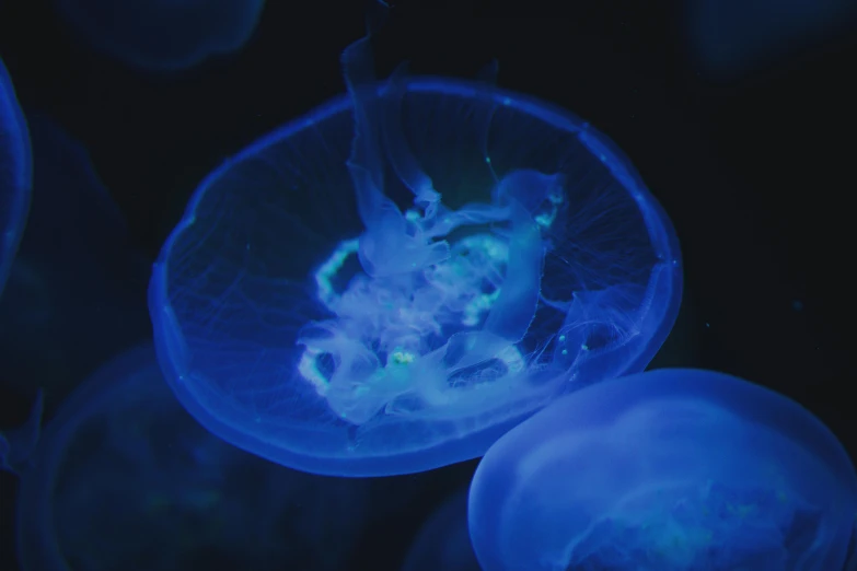 a group of jellyfish swimming under a blue light, a microscopic photo, by Adam Marczyński, unsplash, animation still, glowing bones, glowing potions, 🦑 design