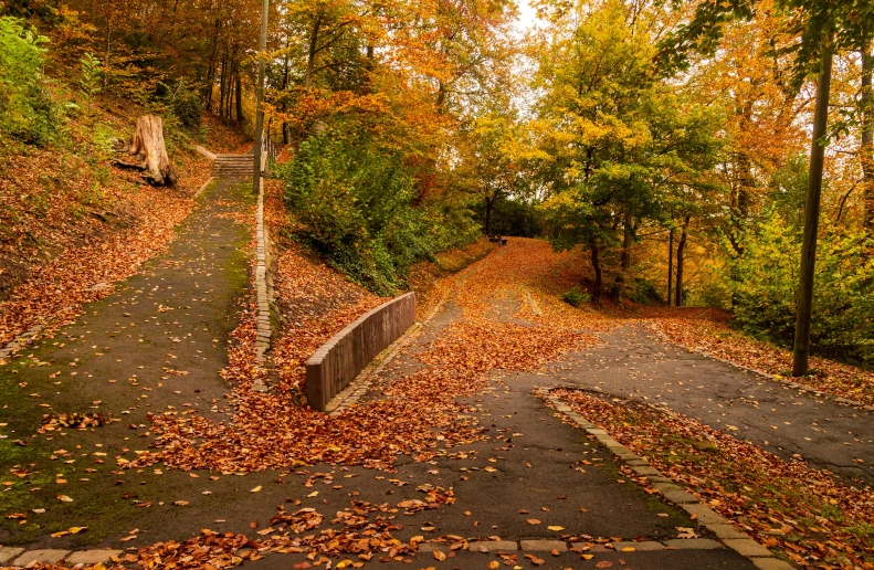 a path in the middle of a forest with lots of leaves on the ground, by Julia Pishtar, pexels contest winner, sloped street, panorama, ocher, detmold
