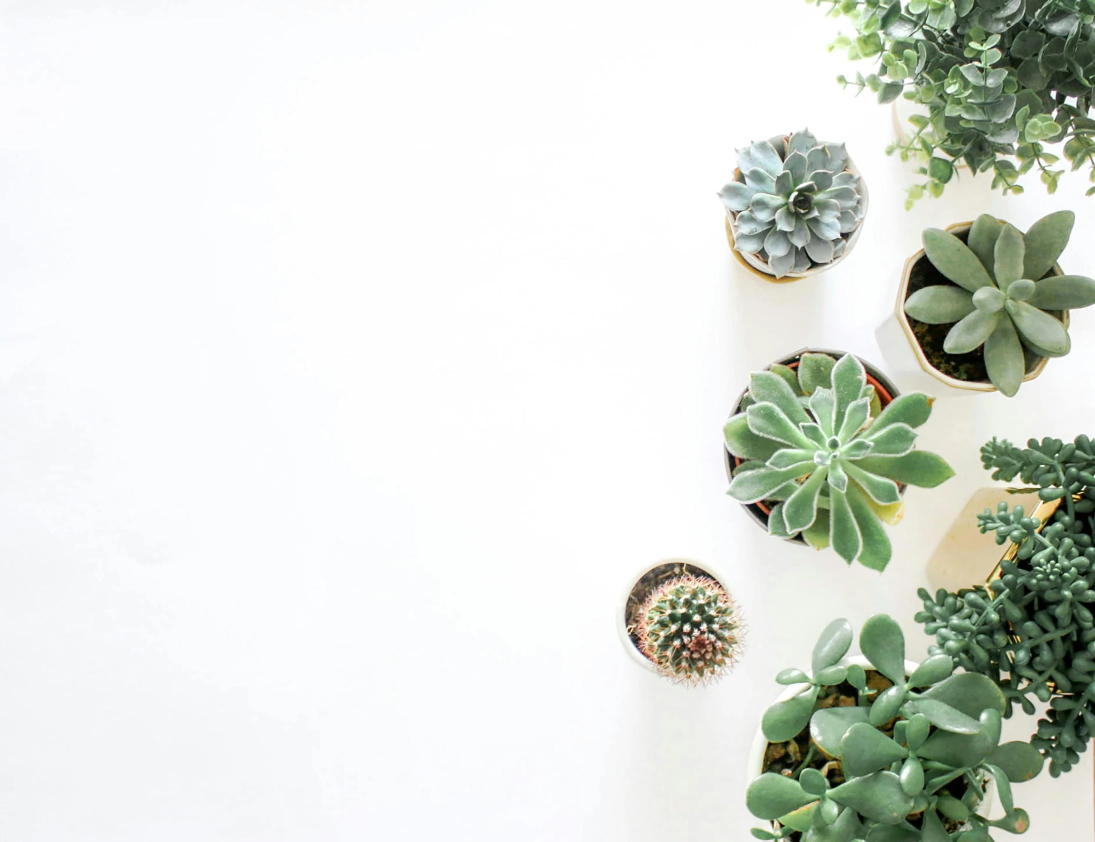 a group of potted plants sitting on top of a white table, trending on pexels, flat lay, multiple stories, white background : 3, cacti