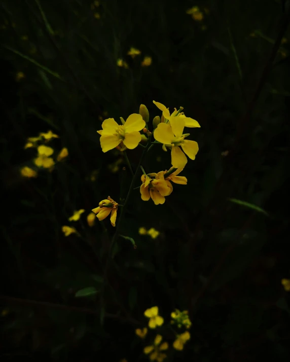 a bunch of yellow flowers in a field, by Attila Meszlenyi, very dark lighting, trending on vsco, in the dark forest, 中 元 节