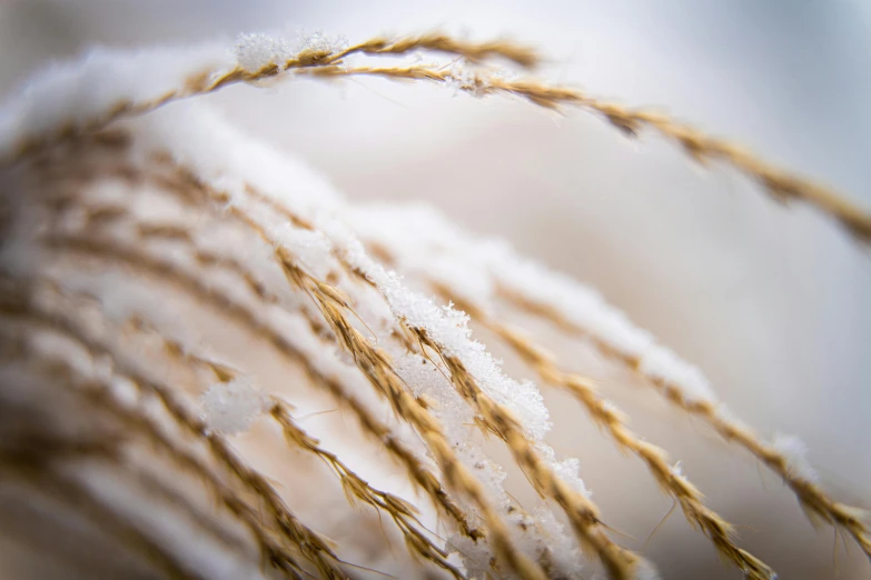 a close up of a plant with snow on it, a macro photograph, by Adam Marczyński, trending on pexels, straw, woven with electricity, grain”