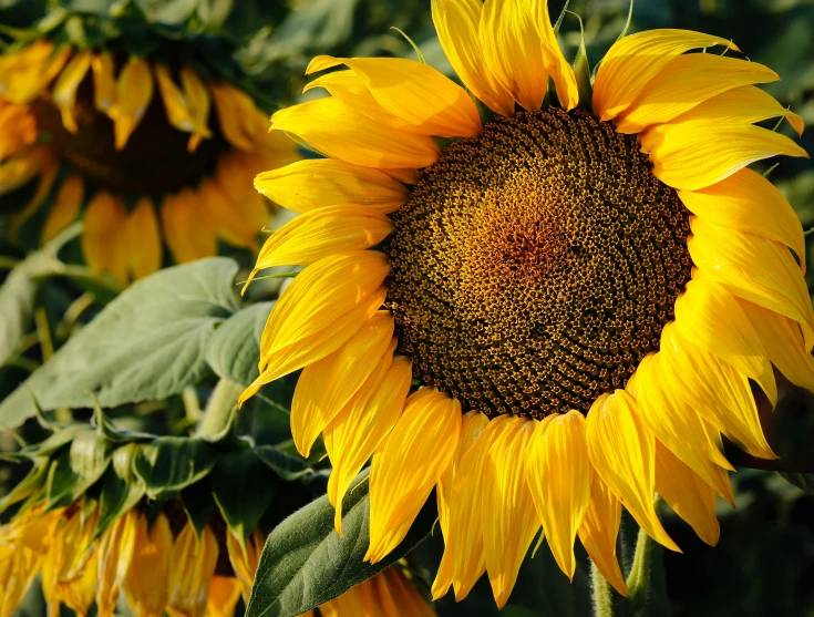 a close up of a sunflower in a field, in the sun, award - winning crisp details ”, lit from the side, ready to eat