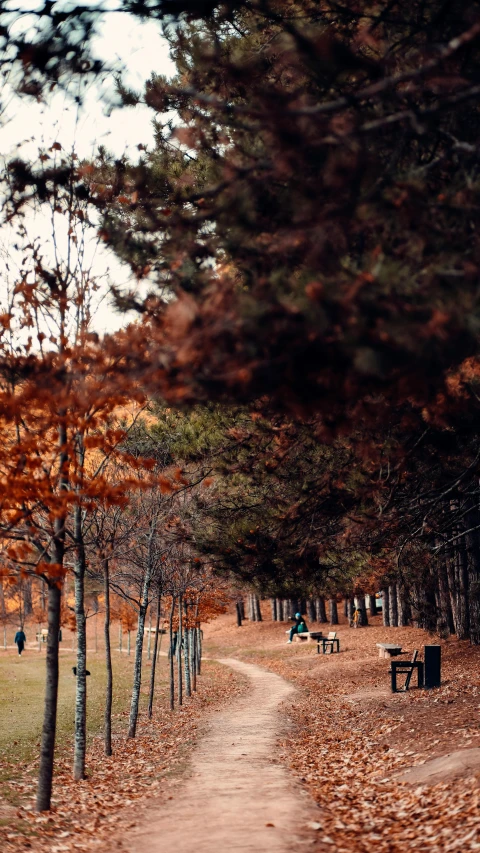 a couple of benches sitting on top of a dirt road, inspired by Elsa Bleda, unsplash contest winner, red trees, seoul, low quality photo, 268435456k film