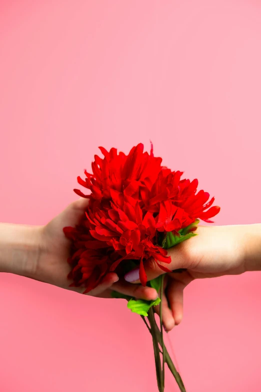 two hands holding a red flower against a pink background, by Julia Pishtar, shutterstock contest winner, lesbians, chrysanthemums, red ribbon, against dark background