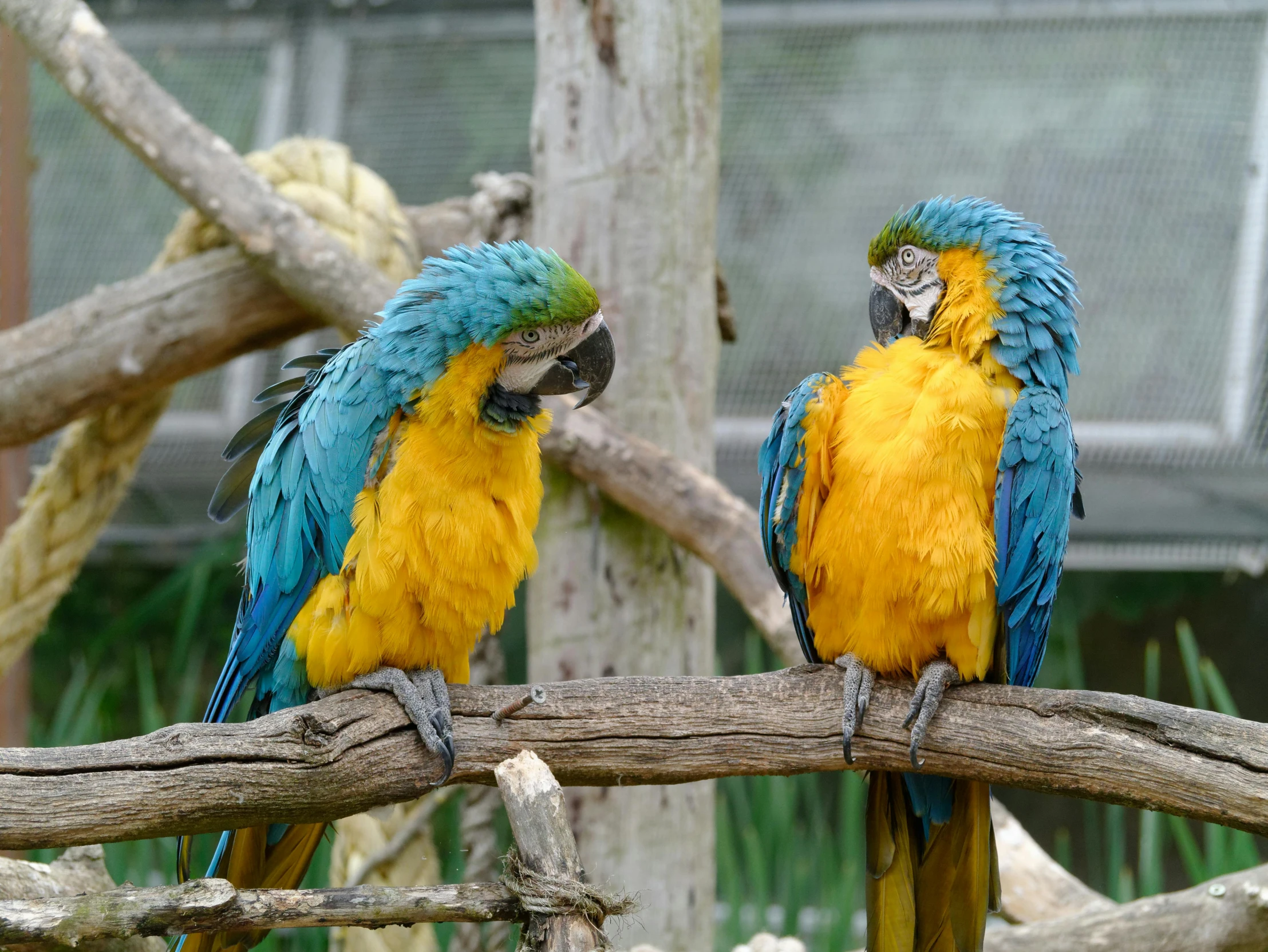 a couple of colorful birds sitting on top of a tree branch, in blue and yellow clothes, in the zoo exhibit, 🦩🪐🐞👩🏻🦳, slightly smiling