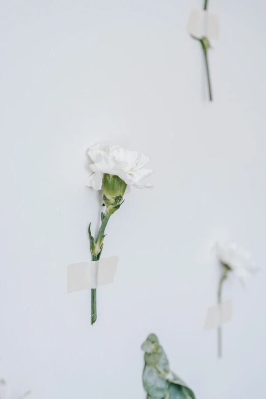 a bunch of white flowers hanging on a wall, by artist, trending on unsplash, carnation, broken composition, 15081959 21121991 01012000 4k, scientist