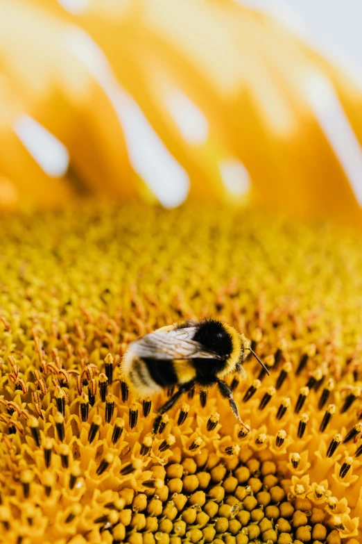 a bee sitting on top of a sunflower, slide show