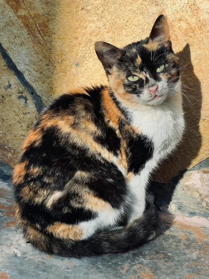a calico cat sitting on a stone floor, bumpy mottled skin, brilliantly coloured, very old, sunbathed skin
