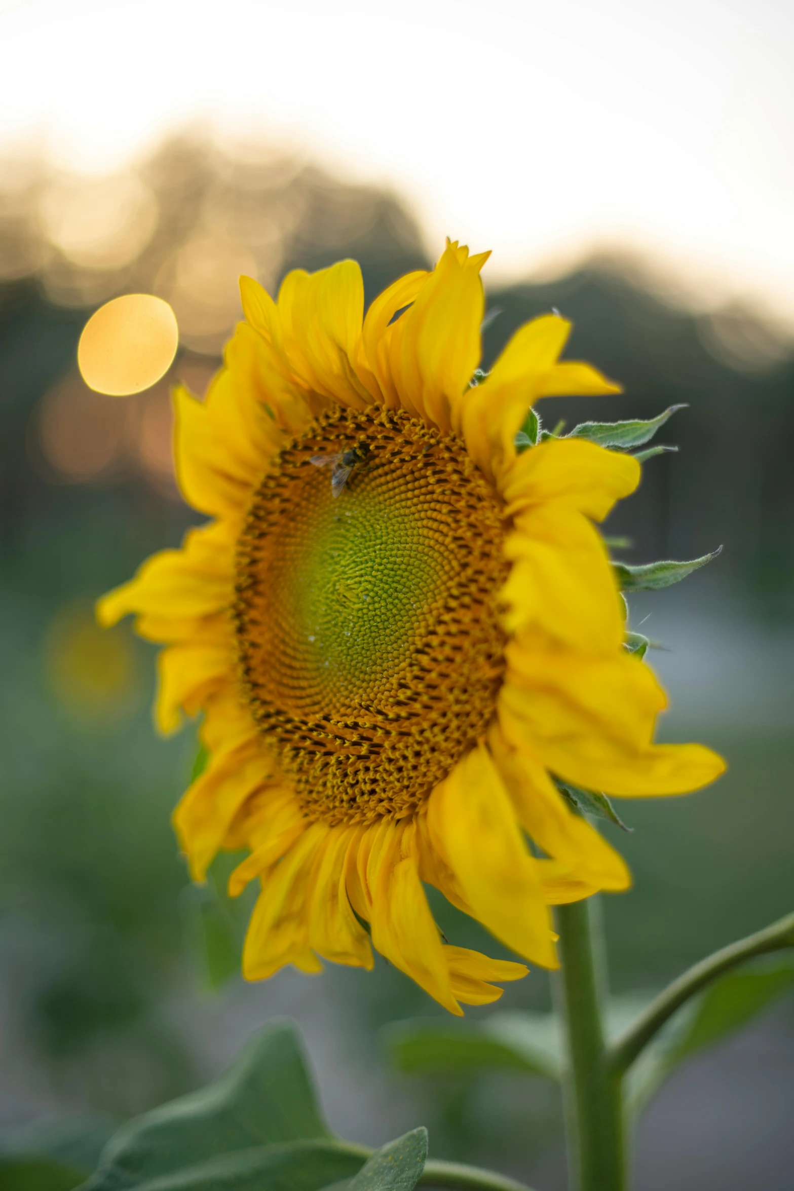 a close up of a sunflower with a blurry background, lights on, on display, sun at dawn, ready to eat