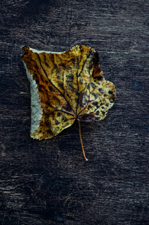 a leaf sitting on top of a wooden table, by Peter Churcher, art photography, square, vivid)