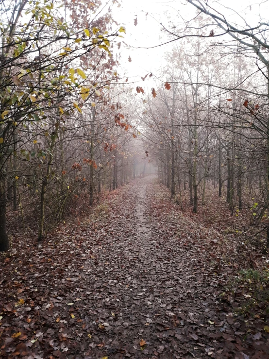 a dirt road surrounded by trees on a foggy day, an album cover, by Jacob Toorenvliet, pexels, land art, covered in fallen leaves, 2 5 6 x 2 5 6 pixels, overcast day, narrow footpath