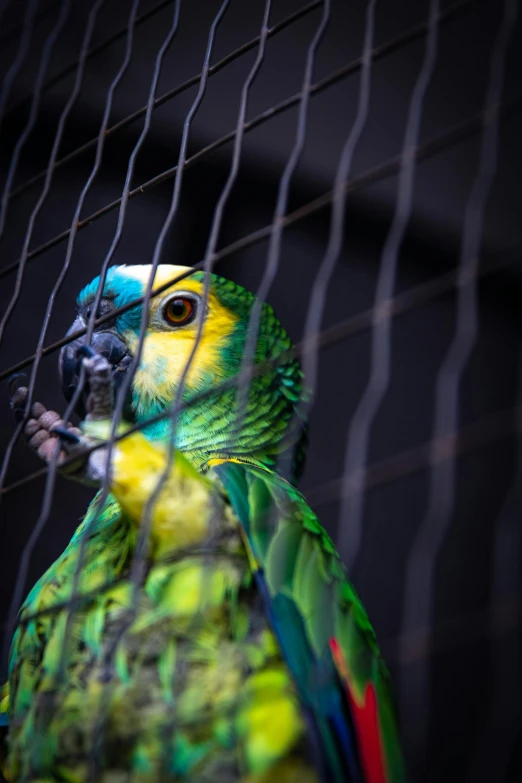 a close up of a parrot in a cage, by Jan Tengnagel, pexels contest winner, 2 5 6 x 2 5 6 pixels, bali, some yellow green and blue, concert