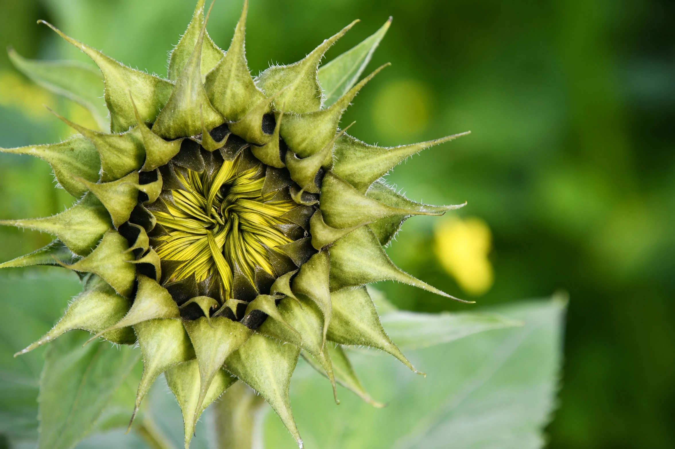 a close up of a sunflower in a field, unsplash, precisionism, densely packed buds of weed, datura, as photograph